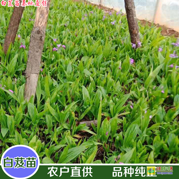 山東組培白芨苗 白芨苗木存活率規(guī)范 白芨苗哪里有賣