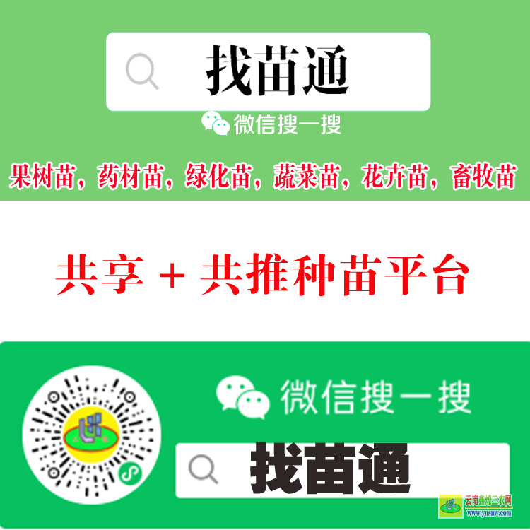 江蘇南京溧水出售綠化竹子苗找什么平臺 微信搜一搜[找苗通] 專業(yè)做蔬菜苗平臺