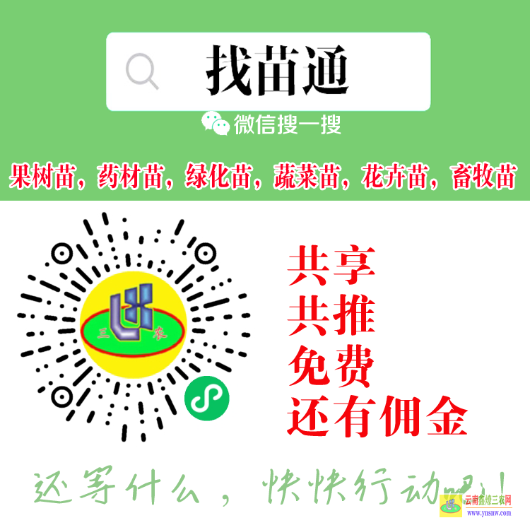 龍陵【蔬菜苗】什么平臺(tái) 微信搜一搜[找苗通] 花卉苗木苗木網(wǎng)