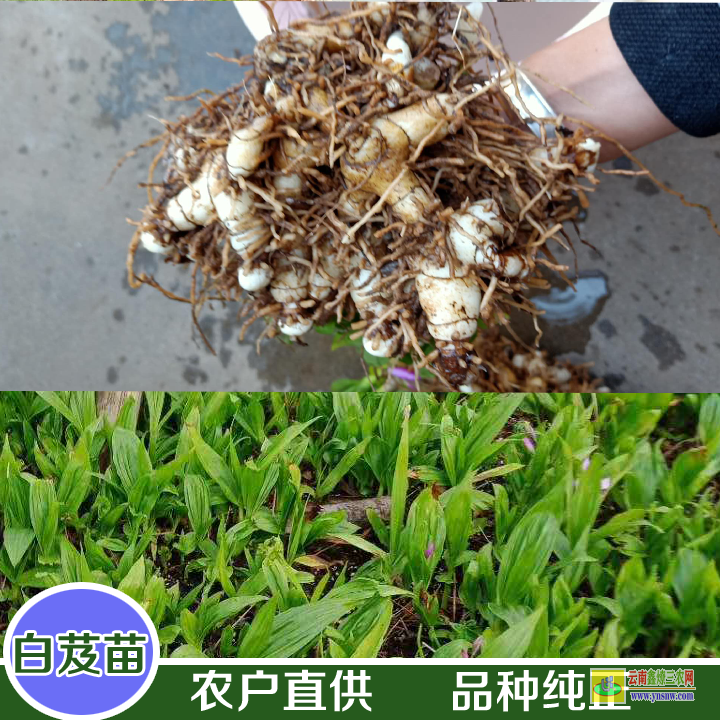 平壩毛慈菇圖片 山慈菇圖片 毛慈菇怎樣種植