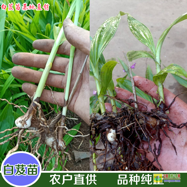 柳城毛慈菇種植技術(shù)種子育苗 毛慈菇苗多少錢一株 光慈菇和山慈菇圖片