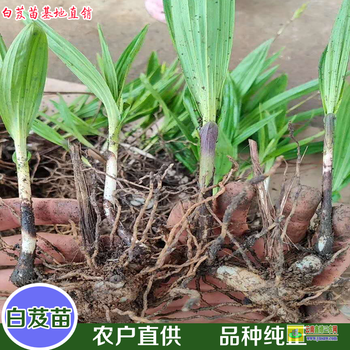 平壩毛慈菇圖片 山慈菇圖片 毛慈菇怎樣種植