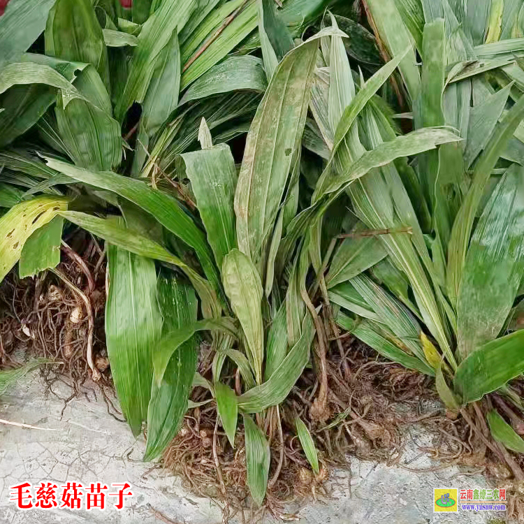 桂平毛慈菇價(jià)格藥材市場(chǎng) 山慈菇圖片 毛慈菇種子催芽