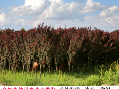 勐臘昆明苗木供貨商 云南綠化苗木種植基地 昆明苗木批發(fā)圖2