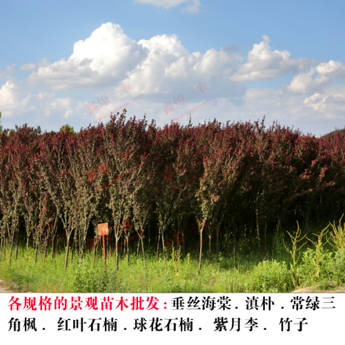 永善昆明綠化苗木 昆明花卉基地 昆明苗木基地苗木價格