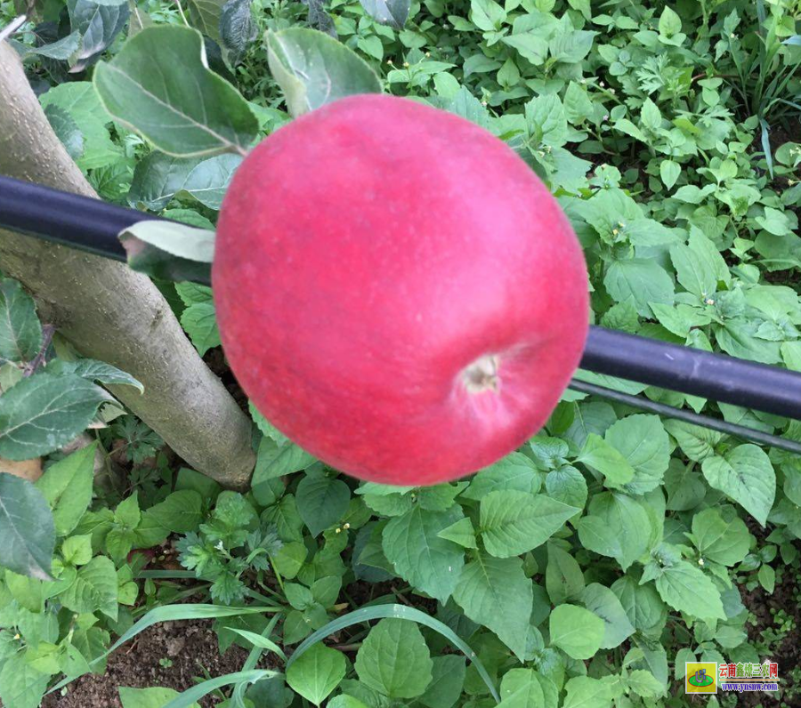 鳳慶紅富士蘋果苗 云南正宗蘋果苗栽培基地 雞心蘋果苗