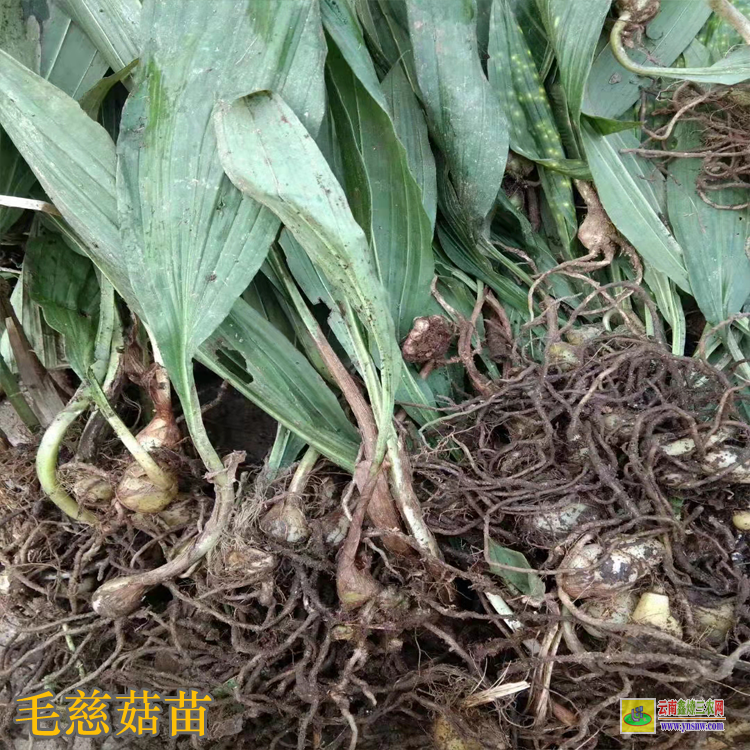 廣東毛慈菇苗咋賣的呢 毛慈菇苗怎么培植 云南毛慈菇苗