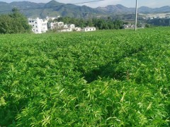 柳州花椒苗 山西花椒苗 花椒苗出售圖2