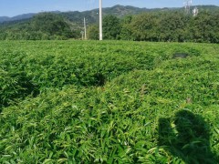 柳州花椒苗 山西花椒苗 花椒苗出售圖3