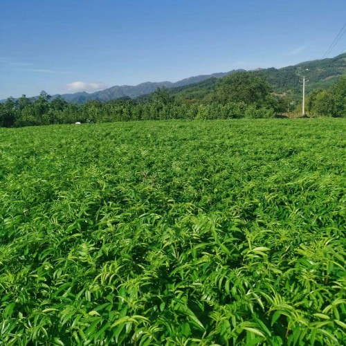 河池花椒苗價格 花椒苗韓城 嫁接花椒苗