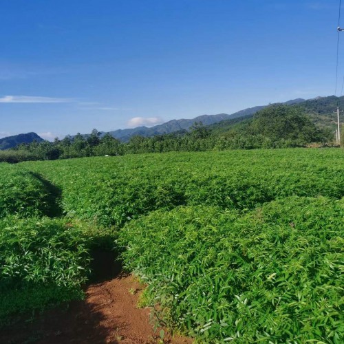 昆明重慶花椒苗 求購花椒苗 隴南花椒苗