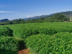 甘孜大紅袍花椒苗 賣花椒苗 花椒苗哪有圖2