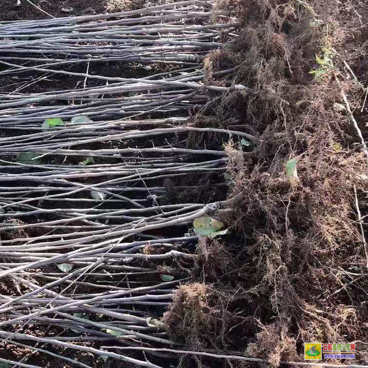 息烽華碩蘋果苗木 云南正宗蘋果苗栽培基地 雞心蘋果苗