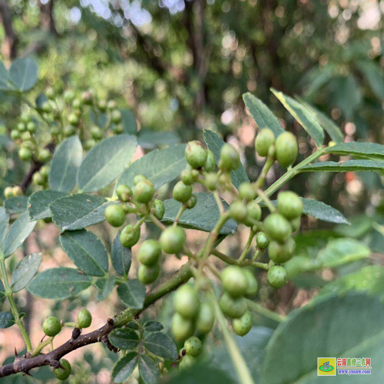 北碚九葉青花椒苗 大紅袍花椒苗價(jià)格 嫁接花椒苗