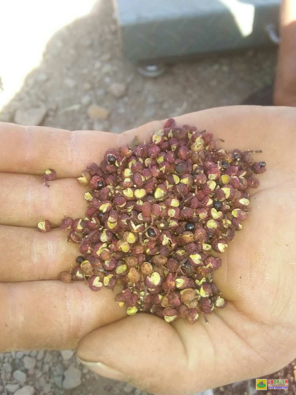 武侯九葉青花椒苗 無刺大紅袍花椒苗 青花椒苗價(jià)格