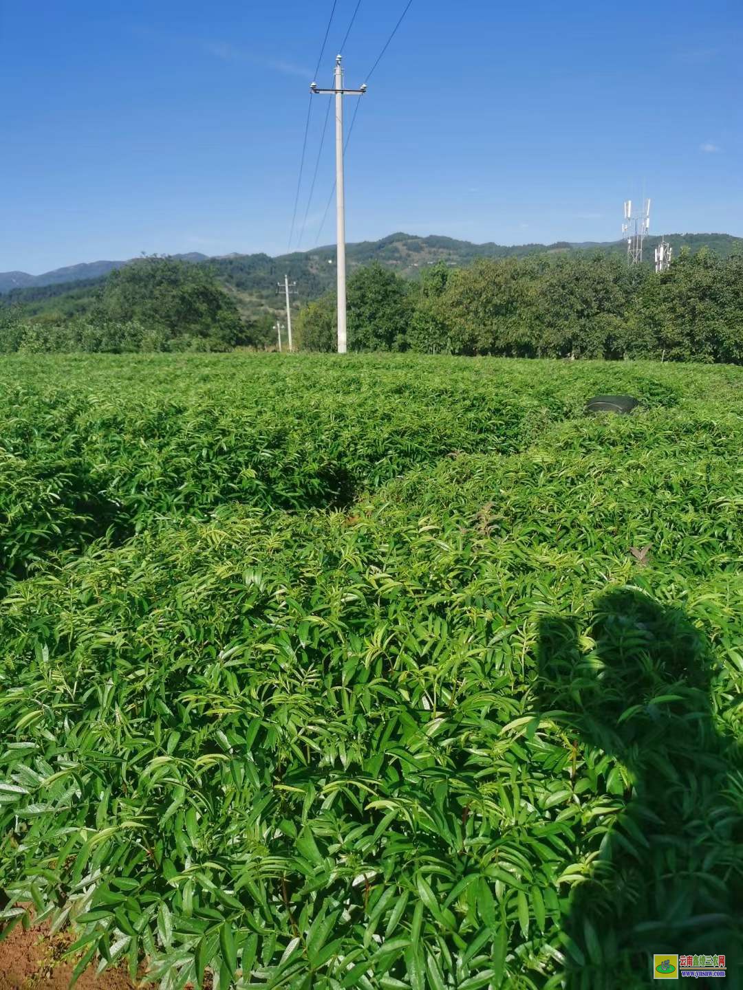 鐘山大紅袍花椒苗 花椒苗求購 花椒苗出售