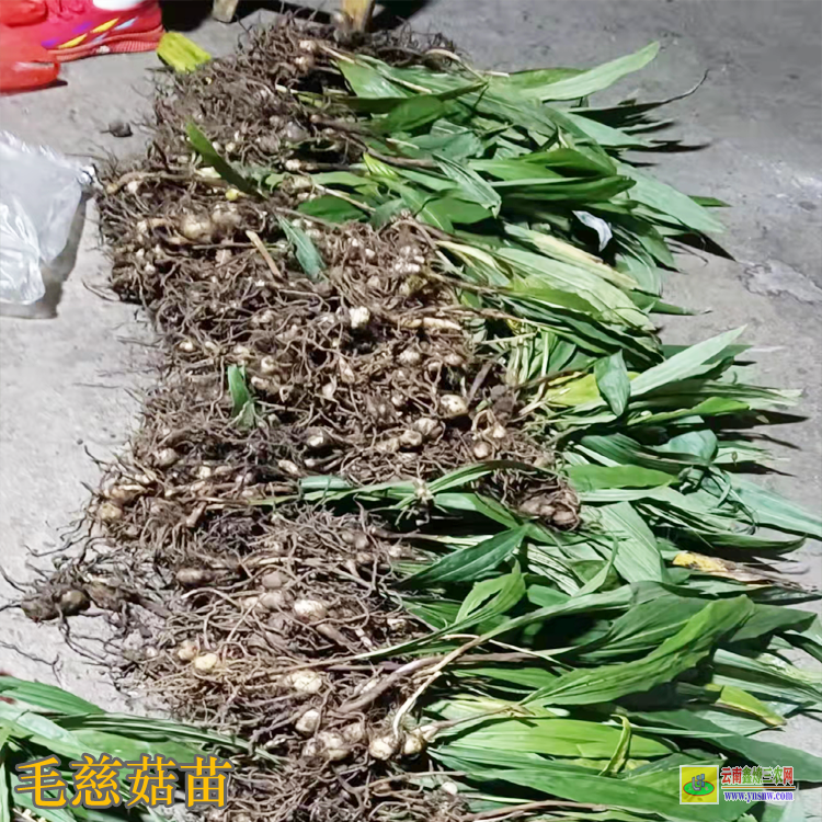 大興毛慈菇苗價格 毛慈菇苗價格多少一公斤 毛慈菇苗多少錢一斤