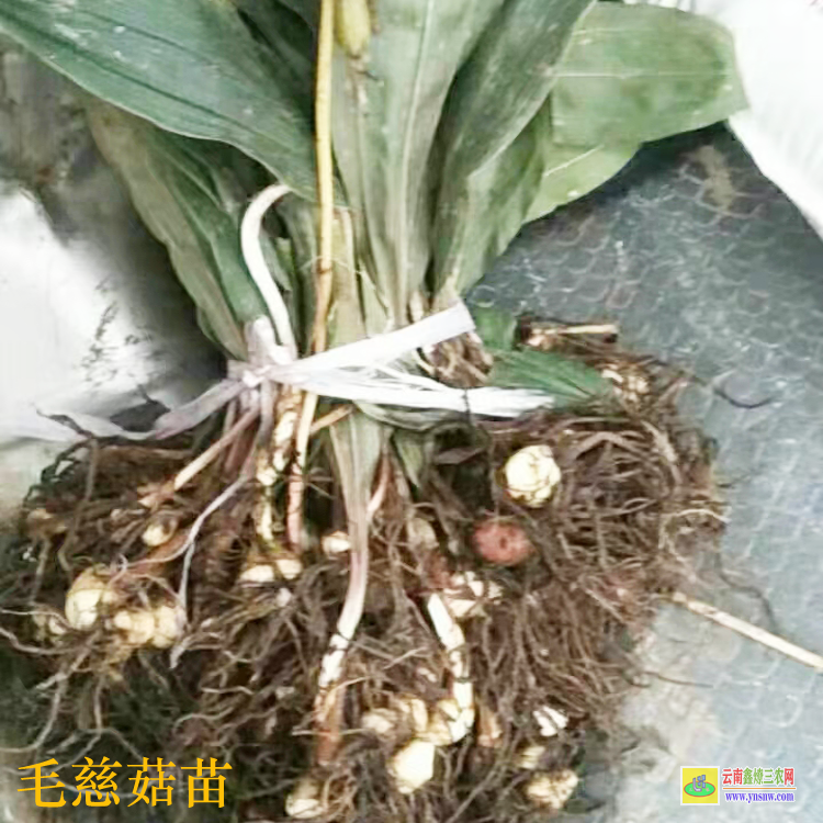 個(gè)舊毛慈菇苗多少錢(qián)一株 毛慈菇苗瓶苗價(jià)格 毛慈菇苗圖片