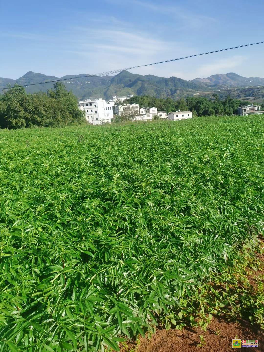 桐梓青花椒苗哪里買 花椒苗價格 花椒苗種植技術及管理