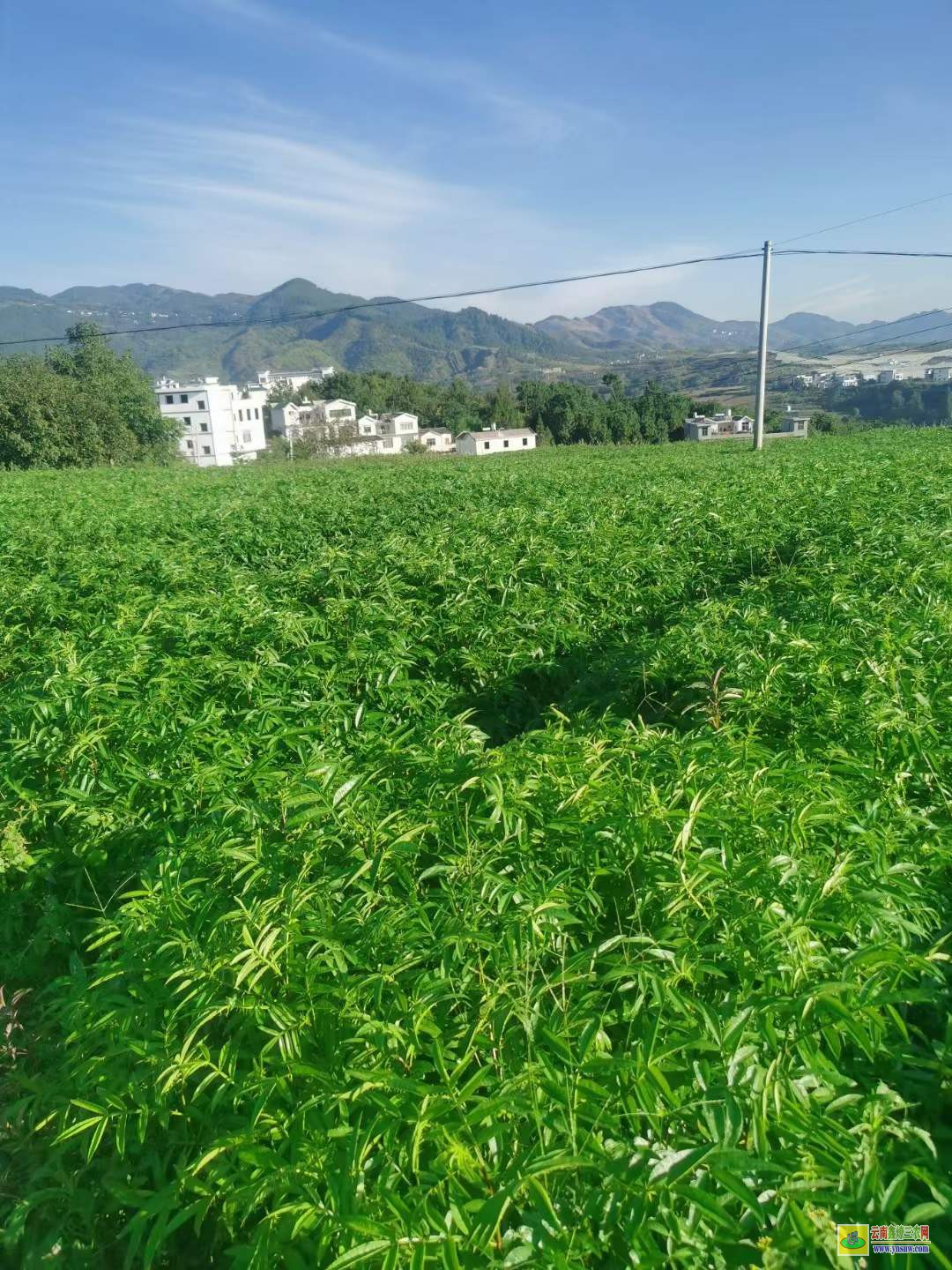 新都青花椒苗哪里買(mǎi) 花椒苗木標(biāo)準(zhǔn) 花椒苗栽植時(shí)間及方法