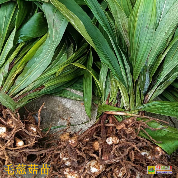 馬邊毛慈菇苗價(jià)格多少一公斤 毛慈菇苗怎么培植 毛慈菇苗圖片