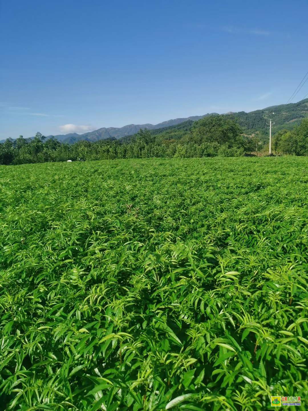 紅塔花椒苗幾月份種植好 花椒苗適合什么時(shí)候栽 花椒苗栽植時(shí)間及方法