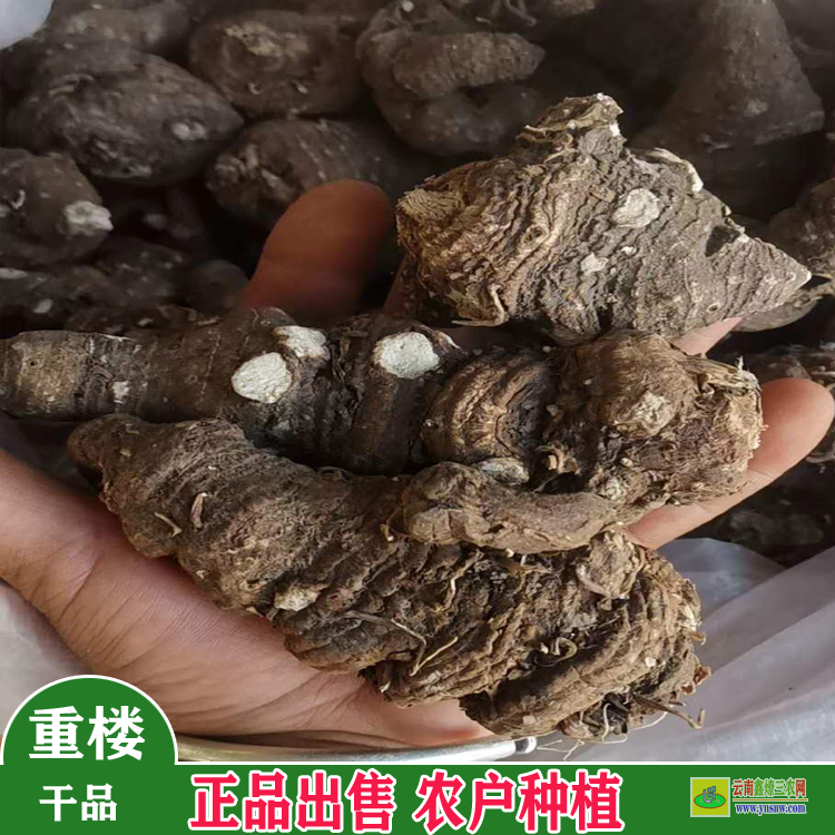 個舊重樓苗木規(guī)格要求 大姚重樓苗基地在哪里? 怎樣育重樓苗