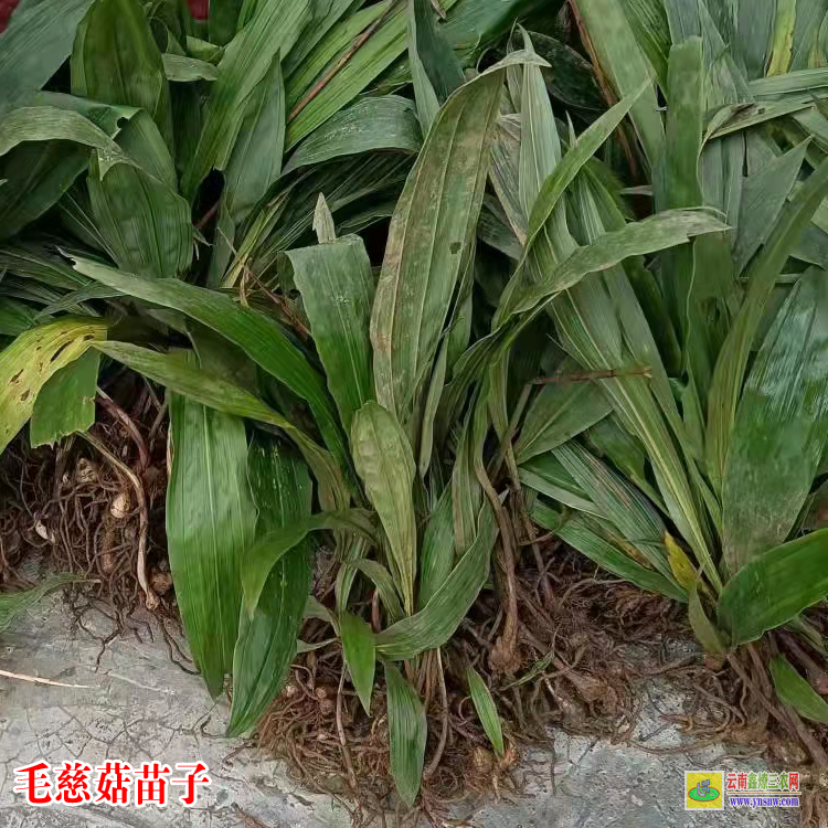 淮北毛慈菇種苗價格 毛慈菇價格2019苗圖片 毛慈菇種苗畝用量