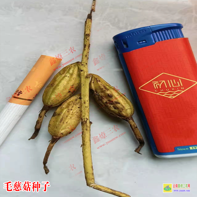 平遠(yuǎn)毛慈菇種苗哪里有批發(fā) 毛慈菇價(jià)格2019苗圖片 毛慈菇價(jià)格多少一公斤