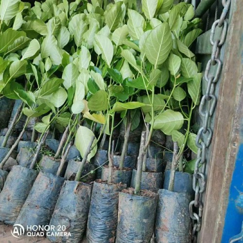 安徽紅肉菠蘿蜜苗 菠蘿蜜苗用什么肥料 菠蘿蜜苗哪個品種好