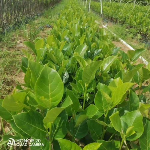 陜西菠蘿蜜苗葉子發(fā)黃怎么辦 菠蘿蜜苗種植技術(shù)