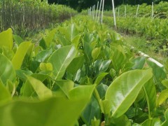 福建菠蘿蜜苗 菠蘿蜜苗多少錢一棵 菠蘿蜜苗圖片圖3