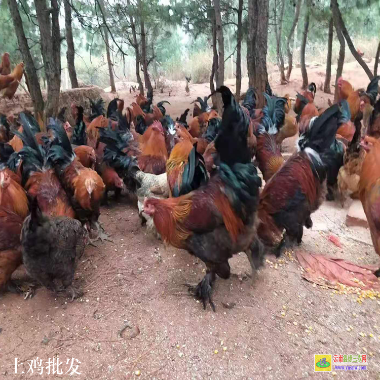 富民正宗土雞蛋價格 綠色土雞蛋 散養(yǎng)土雞養(yǎng)殖場圖片