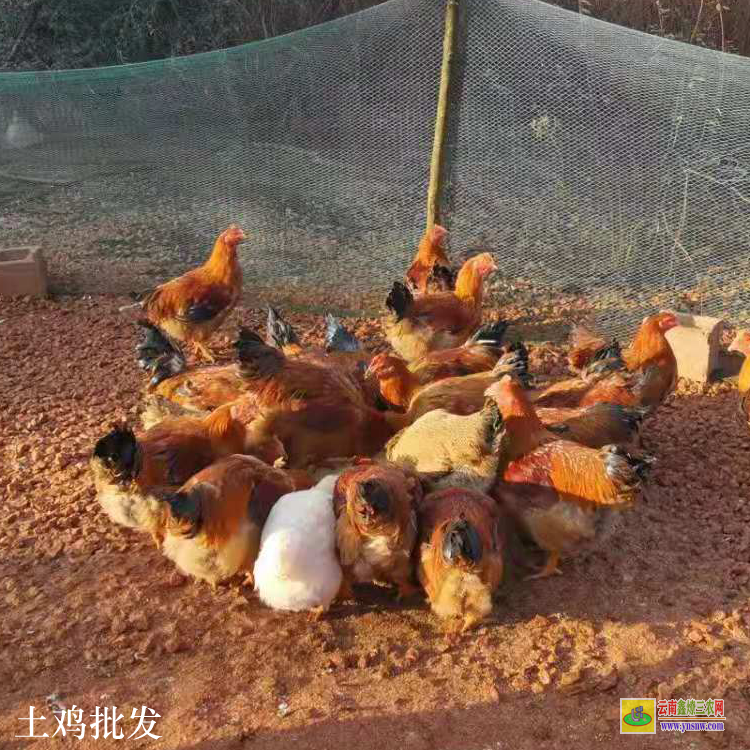 巧家閹雞價格走勢 綠色土雞蛋 散養(yǎng)土雞養(yǎng)殖場圖片