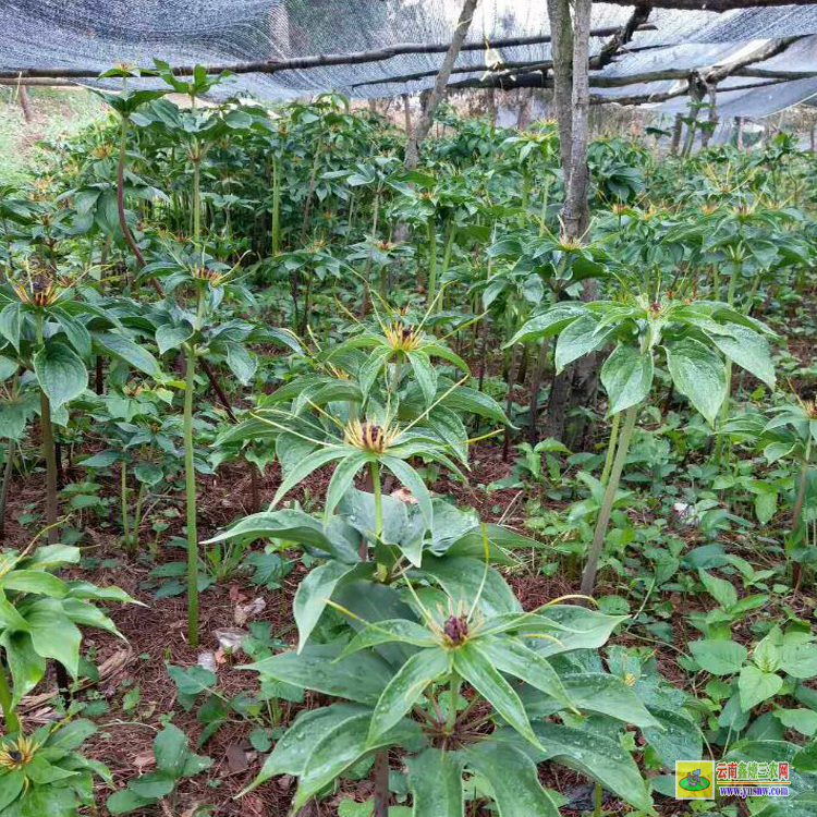 通江滇重樓苗價格 滇重樓苗價格 滇重樓苗基地