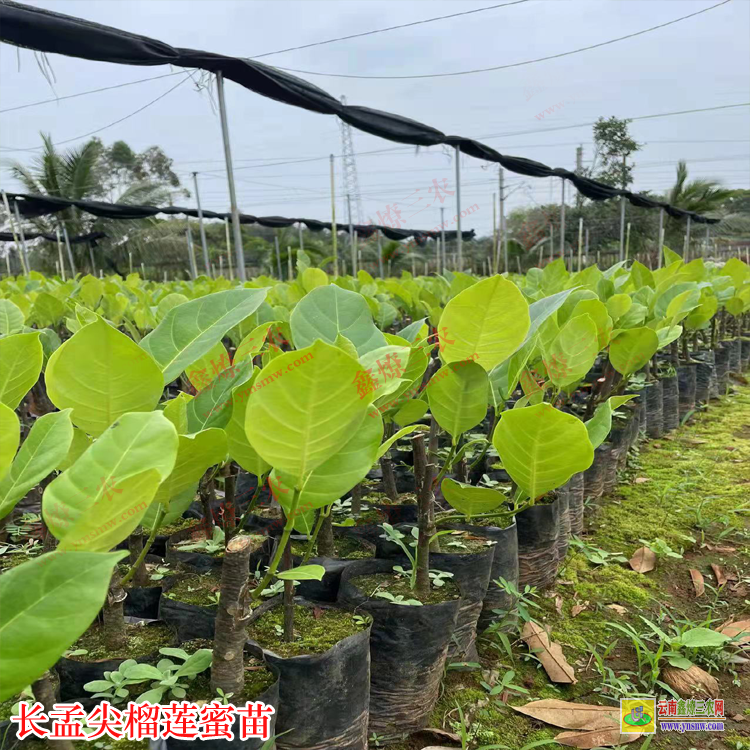 廣西桂林榴蓮蜜苗有幾種 榴蓮蜜苗哪里賣 榴蓮蜜苗基地