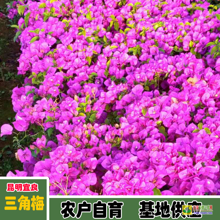 四川攀枝花?？谌敲返膬r(jià)格 巴西三角梅價(jià)格三角梅盆栽價(jià)格