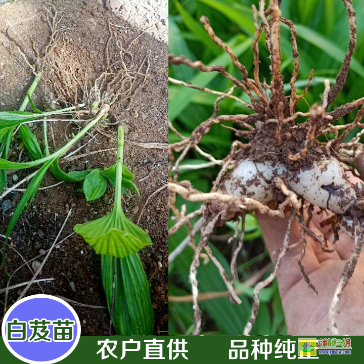 昭通巧家白芨苗價(jià)格 白芨苗批發(fā)價(jià)格 白及苗圖