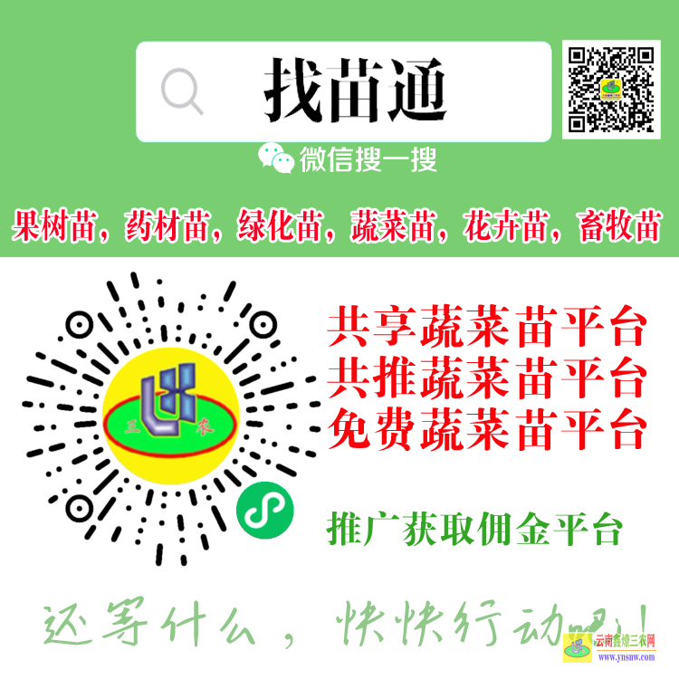 云南個(gè)舊蔬菜苗屬于綠通嗎 蔬菜苗批發(fā)新鄉(xiāng)在什么地方 蔬菜苗價(jià)格行情