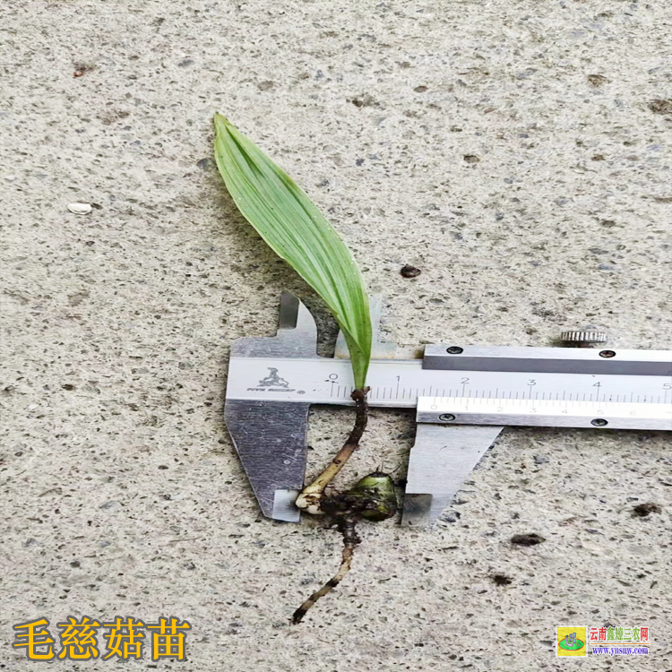 貴州榕江毛慈菇價(jià)格2019 毛慈菇苗咋賣的呢 毛慈菇苗子