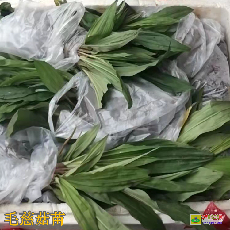 貴州織金毛慈菇亳州藥市 毛慈菇苗咋賣的呢 毛慈菇苗價(jià)格多少一公斤