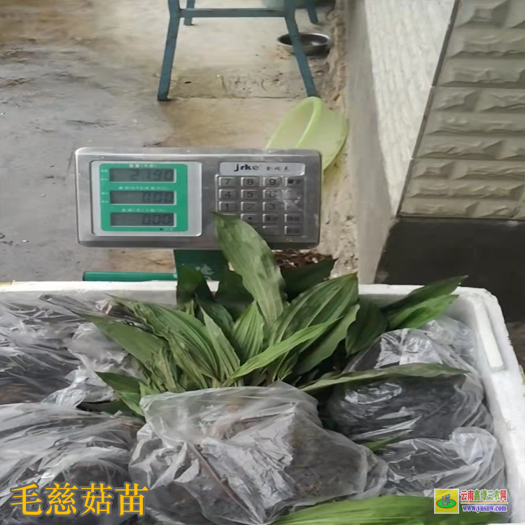 貴州榕江毛慈菇價(jià)格2019 毛慈菇苗咋賣的呢 毛慈菇苗子