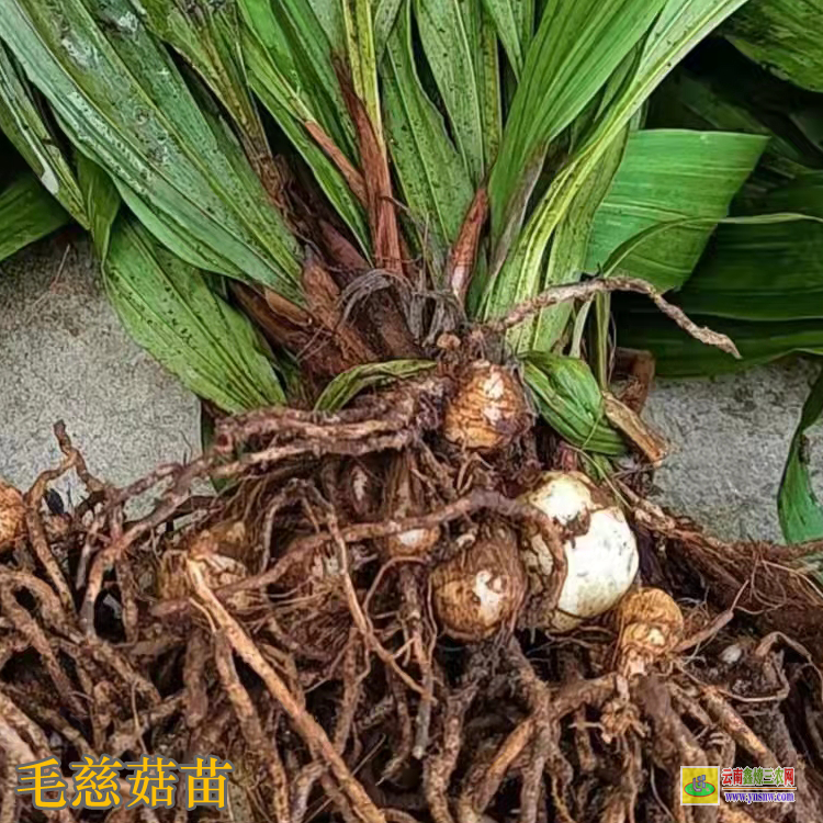 貴州錦屏毛慈菇價(jià)格2019 毛慈菇苗咋賣的呢 毛慈菇苗子