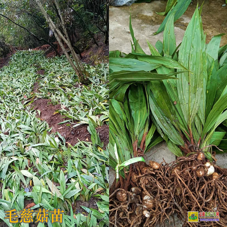 四川越西毛慈菇苗咋賣的呢 毛慈菇苗價格 毛慈菇苗怎么培植