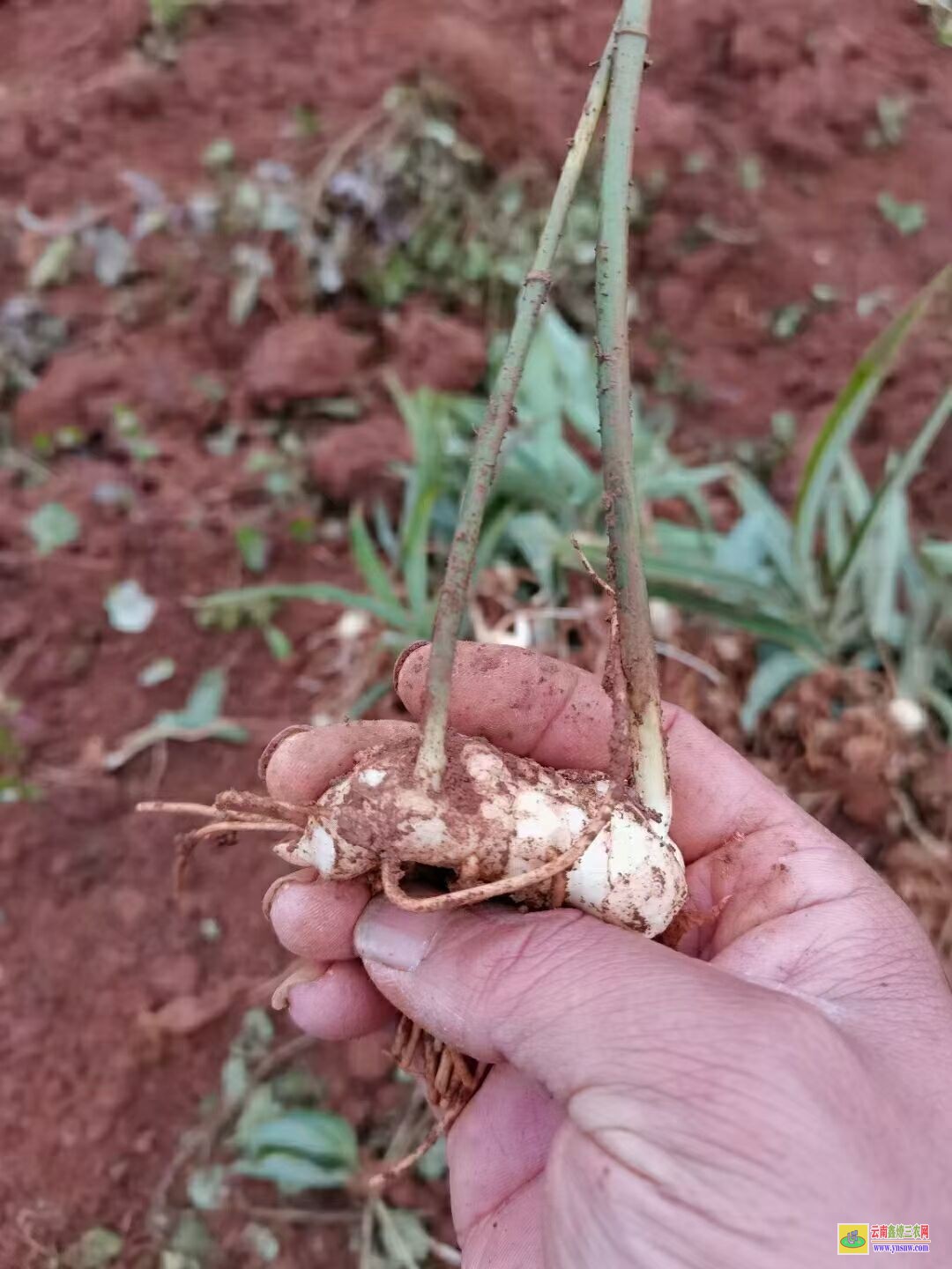 湖北團(tuán)風(fēng)黃精苗作用 雞頭黃精苗種子 滇黃精苗木繁殖的方法