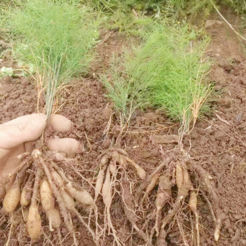 甘孜巴塘哪種藥材國(guó)家緊缺需大量種植 懷化天冬種苗基地批發(fā) 重慶天冬苗批發(fā)價(jià)