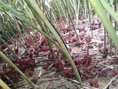 東川砂仁苗批發(fā) 廣東砂仁苗 哪里有砂仁苗出售圖3