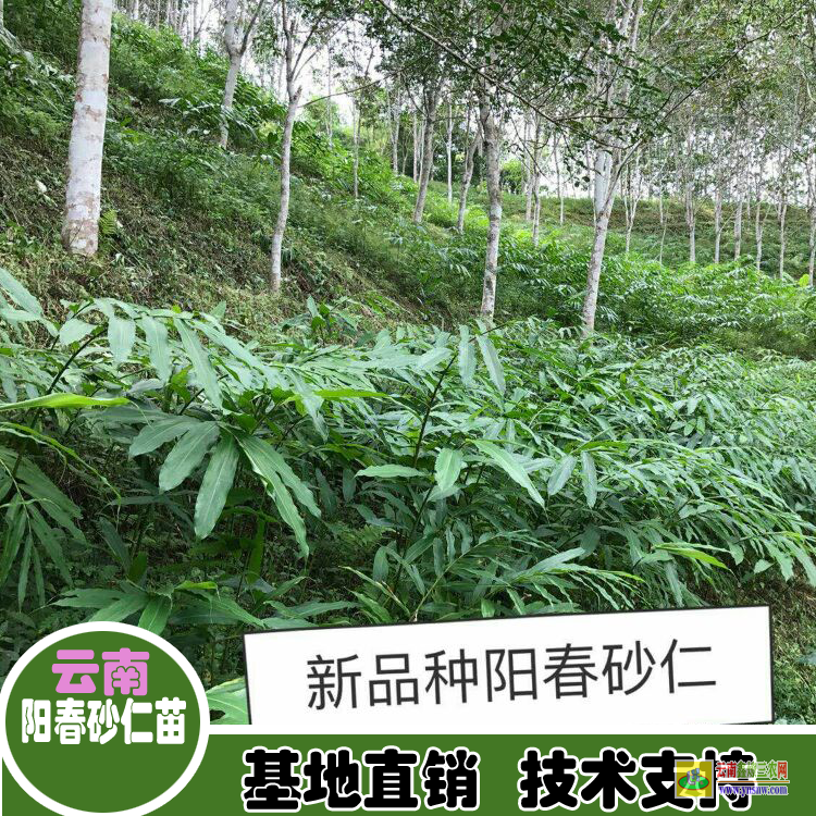 彌渡砂仁苗批發(fā) 砂仁苗賣 哪里有砂仁苗出售