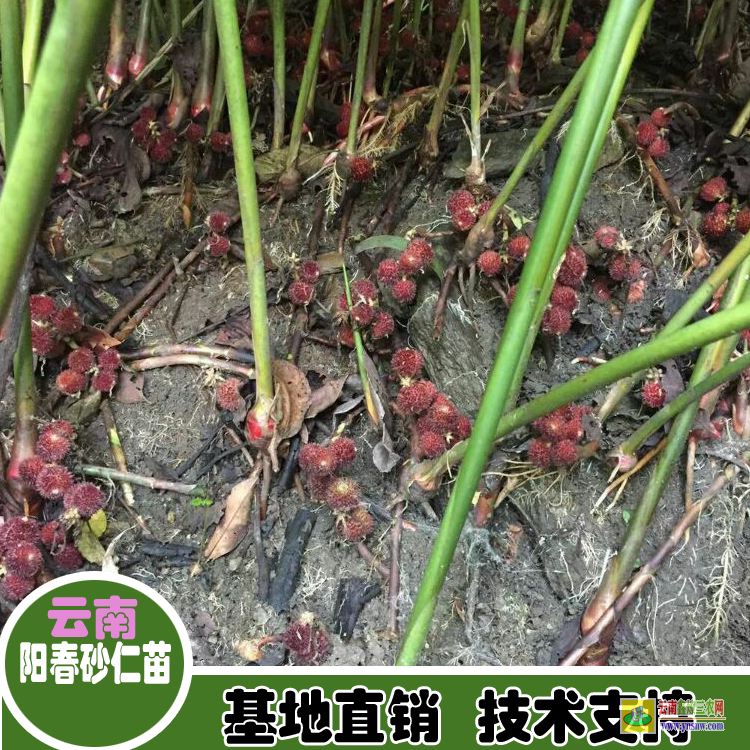 云南彝良陽(yáng)春砂仁苗生產(chǎn) 砂仁苗圖片 連環(huán)砂仁苗