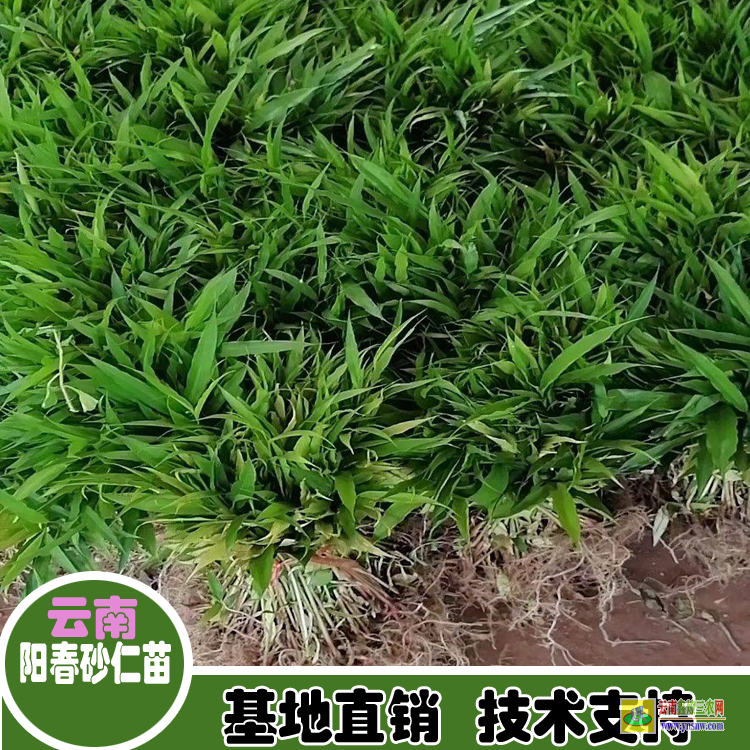 云南思茅砂仁苗云南 廣東砂仁苗 陽(yáng)春砂仁苗多少錢一窩